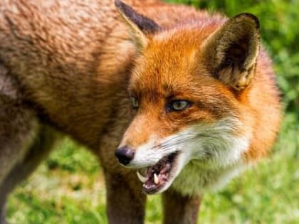 В Саянском районе установлен карантин по бешенству