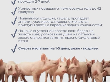 В Красноярском крае вновь обнаружили очаг африканской чумы свиней