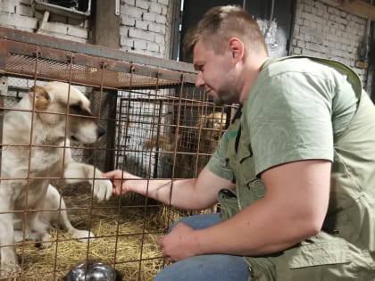 В Красноярске за 2023 год отловили и стерилизовали почти 1 200 бездомных собак