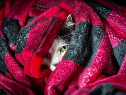 Пока вы спали: смерть лыжника на Эльбрусе и предложение России о рождественском перемирии