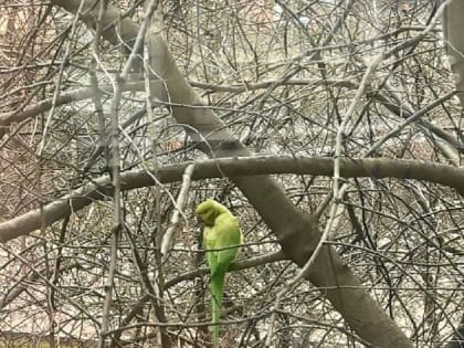 В Красноярске рядом с центром ФМБА на Коломенской заметили попугая