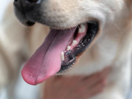 В Красноярском крае зарегистрированы сразу 2 вспышки бешенства