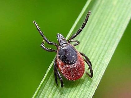 Больше 7 тысяч жителей края пострадали от клещей в этом сезоне