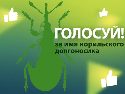 Голосование по выбору имени для норильского долгоносика продлится еще три дня