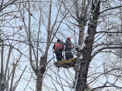 Мэрия Красноярска пригрозила неправильно подрезающим деревья подрядчикам штрафами