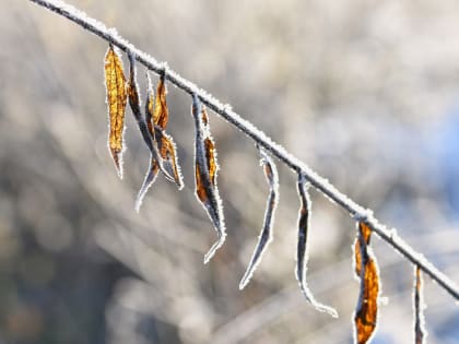 В Красноярске на следующей неделе синоптики обещают заморозки до -7 градусов