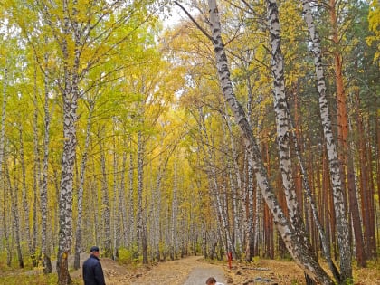 Березовую рощу в Красноярске не успели благоустроить к сроку