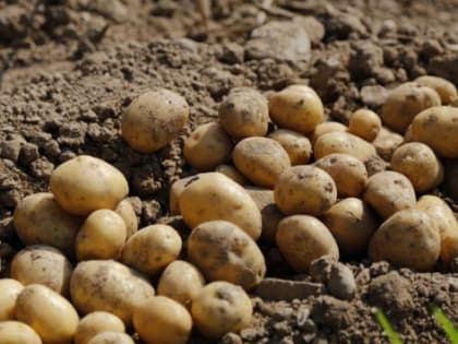 В Красноярском крае ввели новые направления поддержки овощеводов