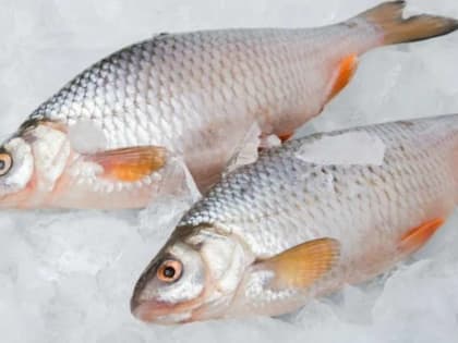 Заболеваемость описторхозом в Красноярском крае выросла на 30%