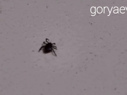 Первый случай боррелиоза зарегистрирован в Красноярске