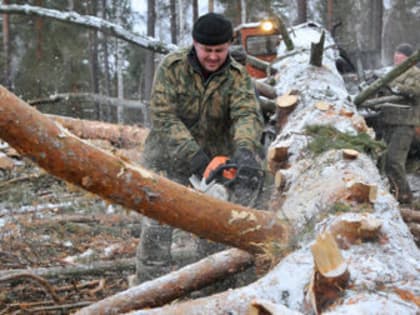 В Красноярском крае незаконные вырубки помогают искать казаки