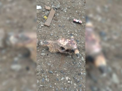 Экологи проверят в Ачинске ликвидацию свалок и осмотрят место, где затонул грузовик