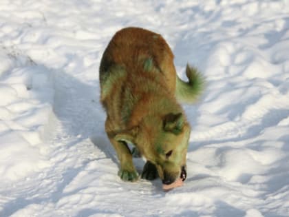 Несколько красноярцев снова пострадали от агрессивной собаки в Академгородке