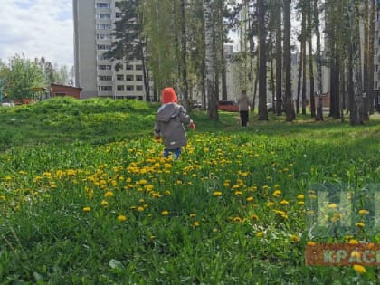 Родителям сохранят детские пособия при раннем выходе из декрета