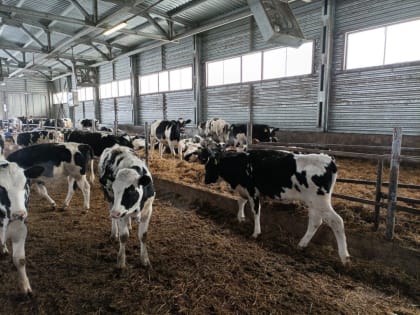 В Красноярском крае выросло производства молока за два месяца 2023 года