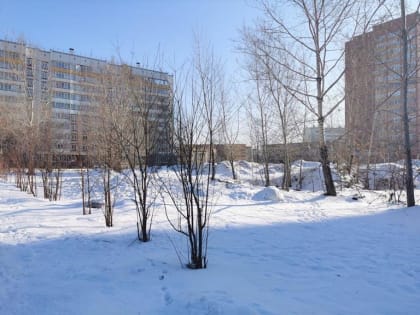 На участке бывшего Казачьего рынка в Красноярске построят собачью площадку