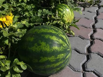 В детских садах Красноярска дети собирают урожай