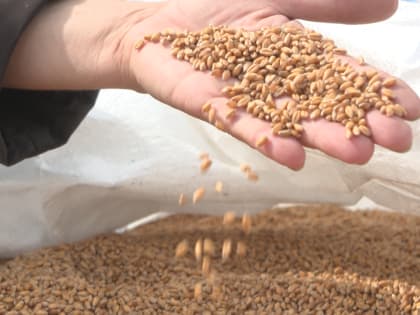 Аграрии отчитались о планах на предстоящую посевную