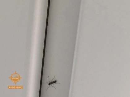 Красноярцы обеспокоены нашествием зимних комаров