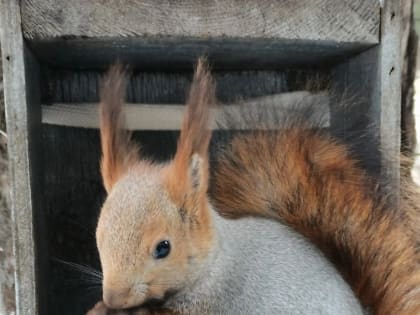 В Красноярске за 2022 год суслики и белки покусали 46 детей