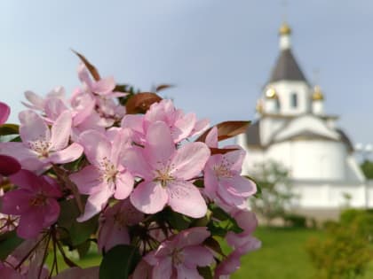 10 и 11 июня в Красноярске пройдет краевой праздник цветов «Сибирский первоцвет»