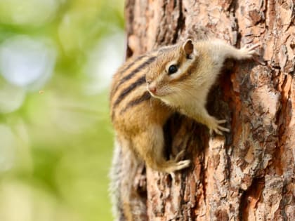 Бабье лето в Красноярске: тепло ненадолго