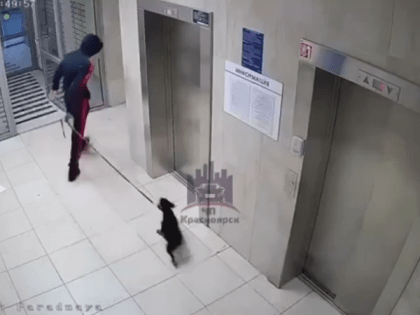 Жестоко избивший собаку в лифте красноярец стал фигурантом уголовного дела