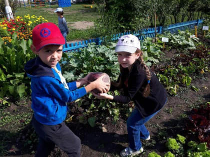 В Красноярске детсадовцы вырастили трехкилограммовую свеклу
