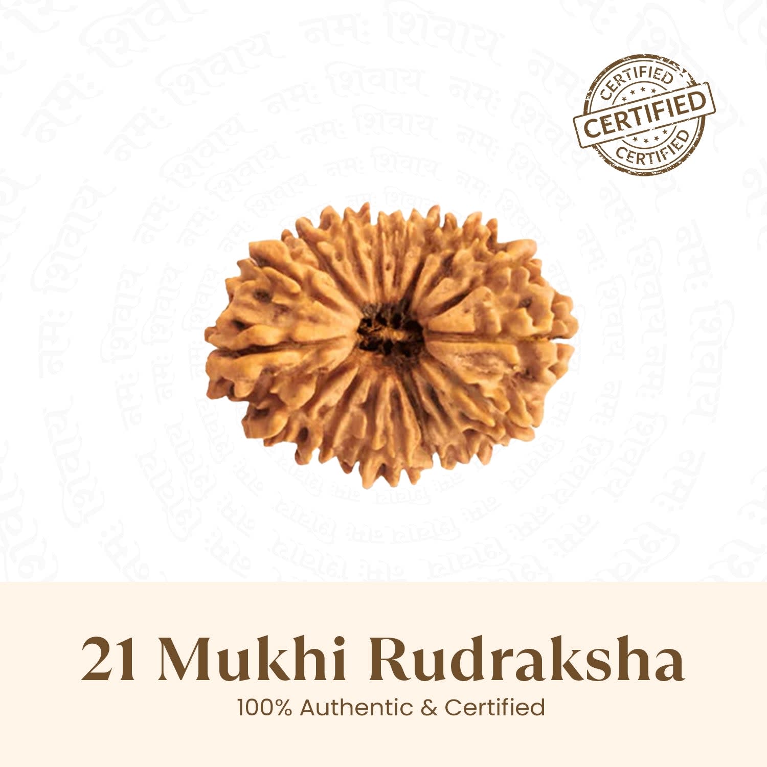Nepal Origin 21 Mukhi Rudraksha - 18mm - 22mm