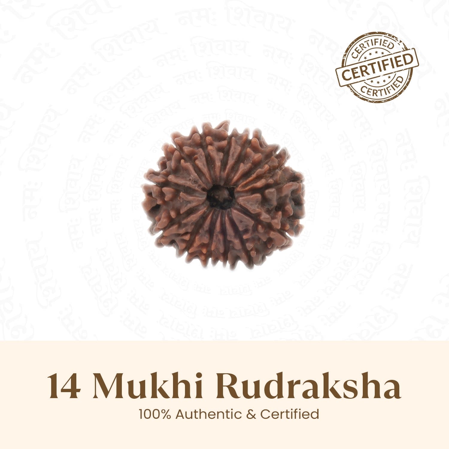 Nepal Origin 14 Mukhi Rudraksha - 18mm - 22mm
