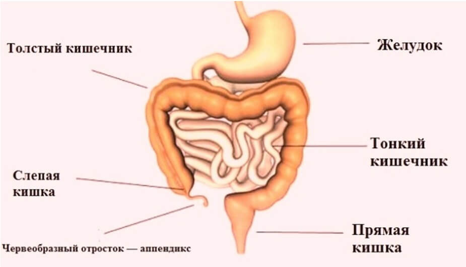 Кишечник схема. Анатомия кишечника человека схема. Желудок тонкая кишка толстая кишка. Тонкий кишечник человека схема.