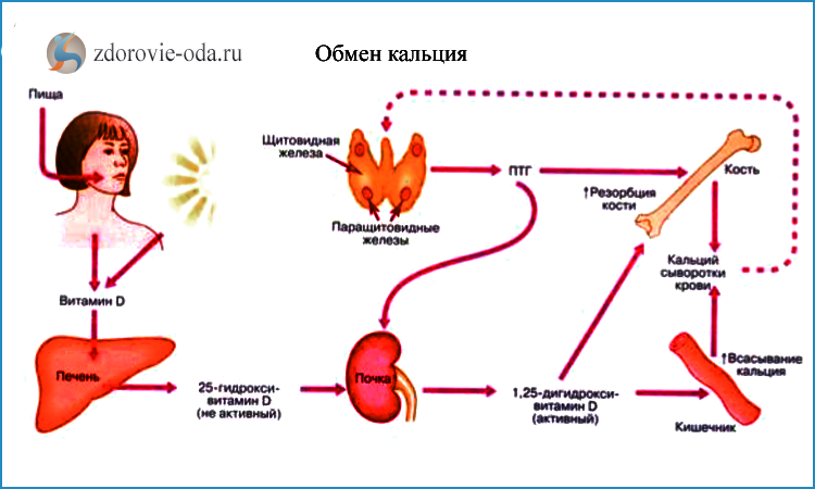 Дефицит кальция. Как понять что не хватает кальция в организме. Дефицит кальция в организме симптомы у женщин. Не хватает кальция в организме симптомы. Как определить недостаток кальция в организме взрослого человека.