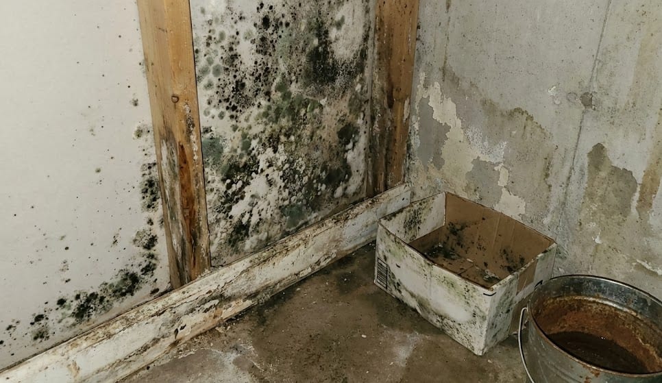 Severe mold contamination on walls and flooring before professional remediation.