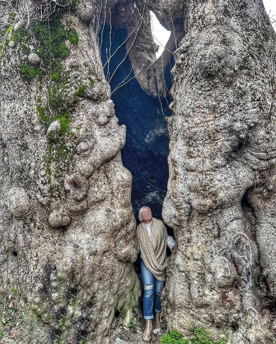 Hıdırbey Musa Ağacı