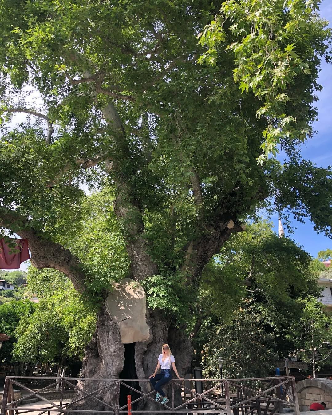 Hıdırbey Musa Ağacı