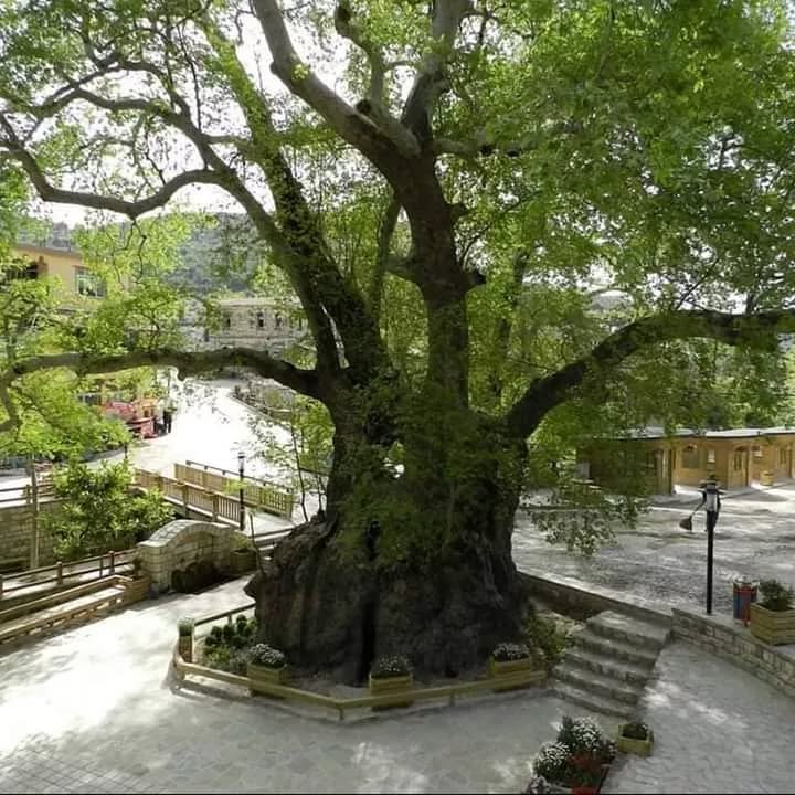 Hıdırbey Musa Ağacı