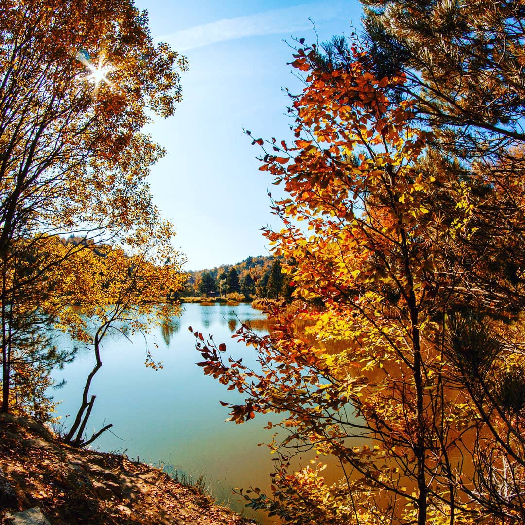 Domaniç Ebe Çamlığı Kent Orman