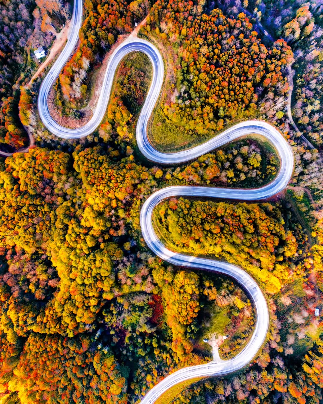 Domaniç Ebe Çamlığı Kent Orman