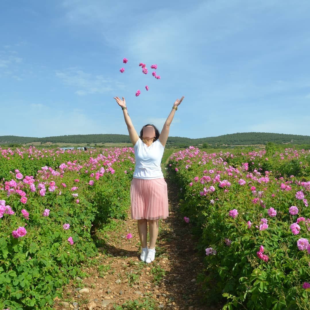 Ardıçlı Köyü Gül Bahçeleri