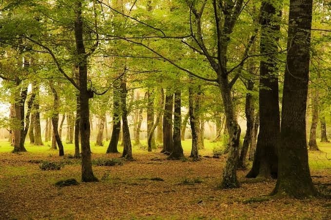 İğneada Longoz Ormanları Milli Parkı