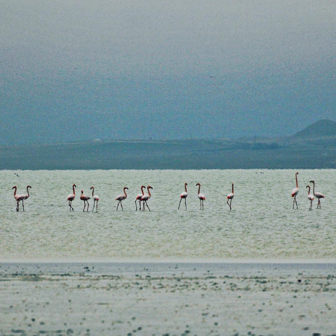 Seyfe Gölü Kuş Cenneti