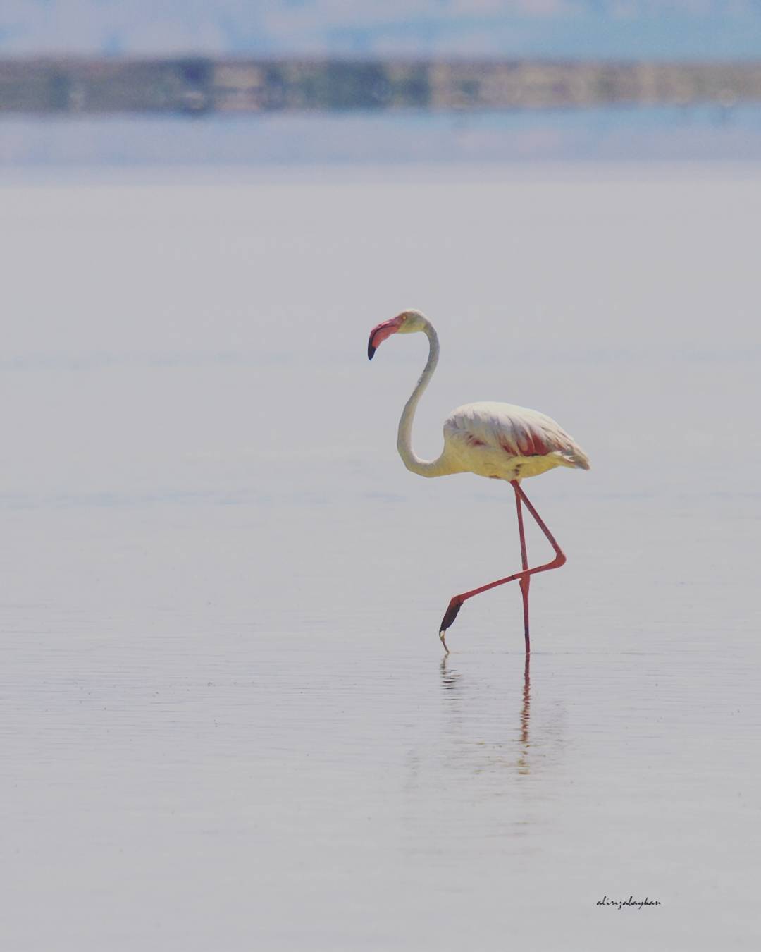 Seyfe Gölü Kuş Cenneti