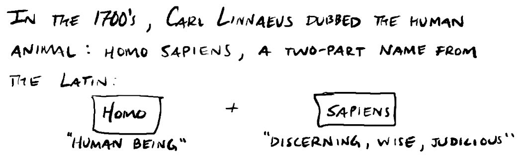 In the 1700's, Carl Linnaues dubbed the human animal: 'Homo' + 'Sapiens', a two-part name coming from the Latin 'Human being' (Homo) + 'Discerning, wise, judicious' (Sapiens).