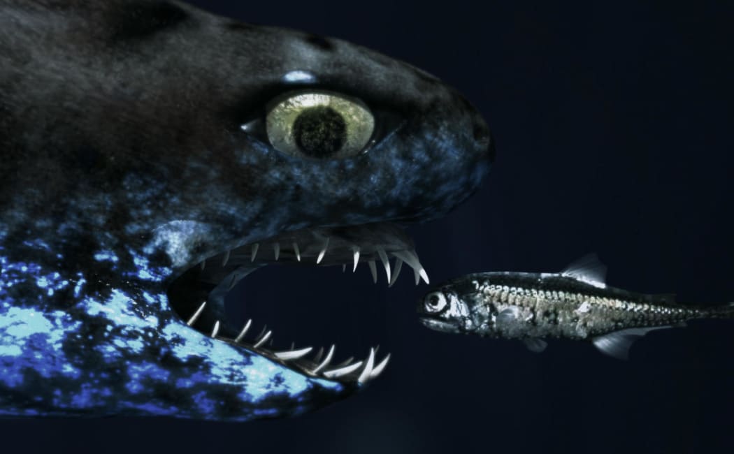 Glow-in-the-Dark Shark and Ghost Crab Discovered in Australia’s Deep Sea