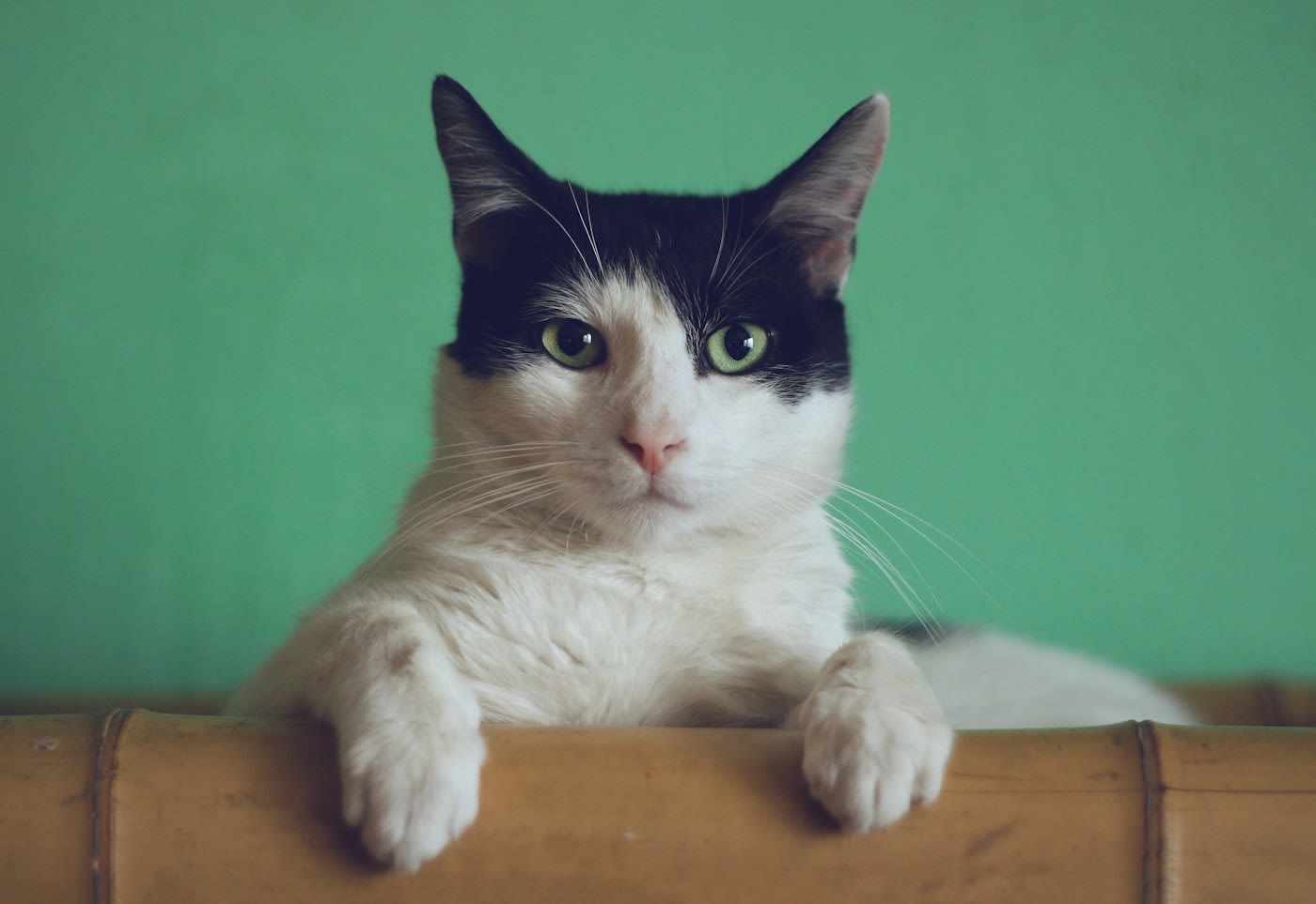 Alimentación de perros y gatos: cómo elegir bien y qué evitar