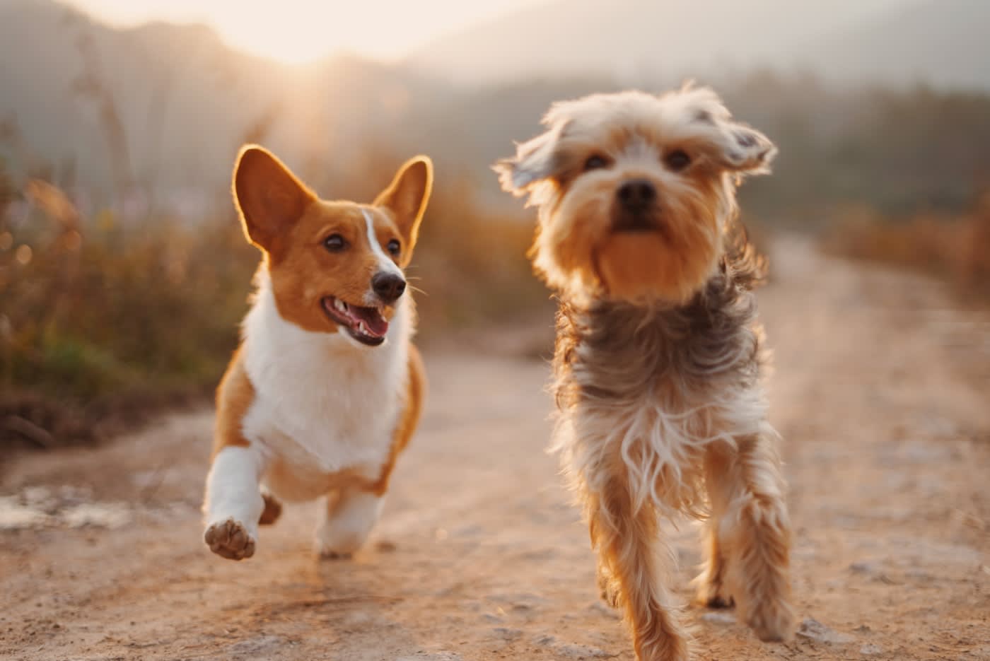 Cuidado dental de las mascotas: el problema que casi nadie mira