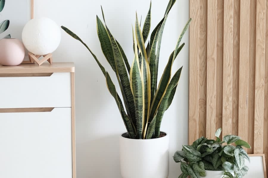 Sansevieria en maceta blanca