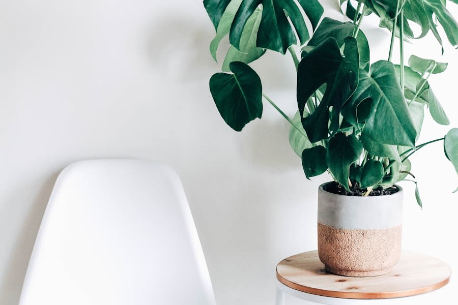 Monstera en maceta cerámica