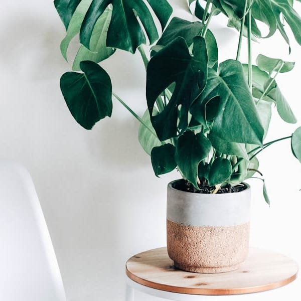 Monstera en maceta cerámica