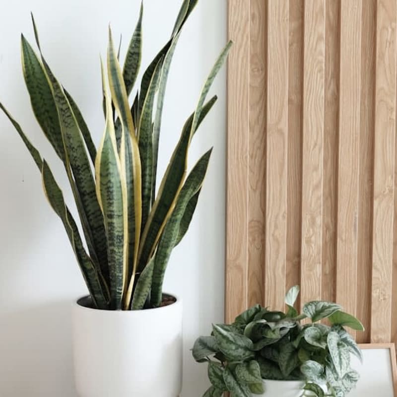 Sansevieria en maceta blanca
